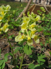 Corydalis bracteata
