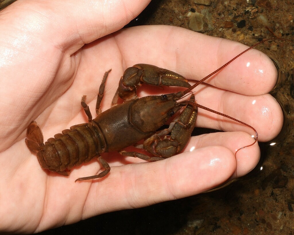 Rock Crayfish