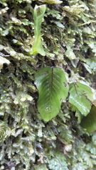 Hymenophyllum cruentum image