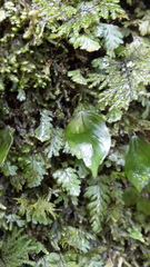 Hymenophyllum cruentum image