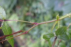 Rubus cardotii