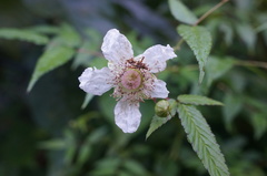 Rubus cardotii