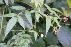 Rubus cardotii