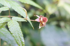 Rubus cardotii