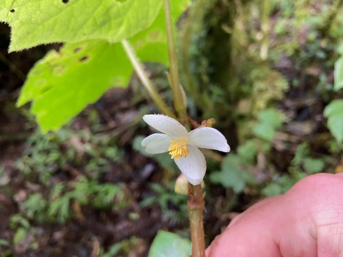 Begonia multangula, photograph 4