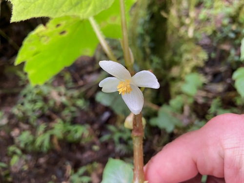 Begonia multangula, photograph 5