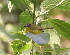 Basileuterus delattrii