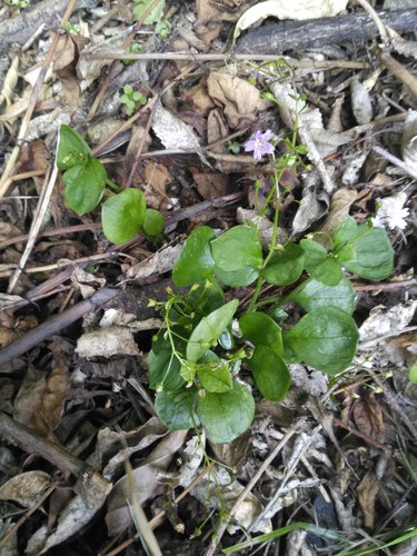Petrolia Pink Springbeauty seedling