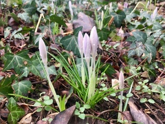 Crocus tommasinianus