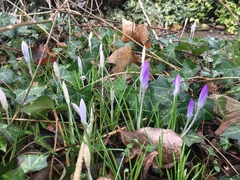 Crocus tommasinianus