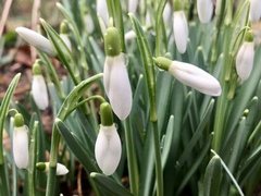 Galanthus nivalis