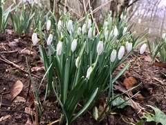 Galanthus nivalis