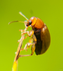 Microsyagrus marshalli