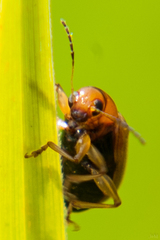 Microsyagrus marshalli