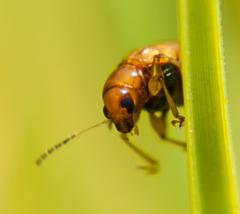 Microsyagrus marshalli