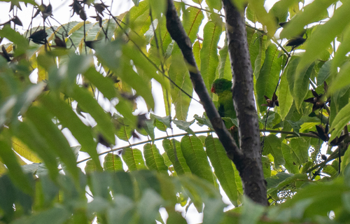 Yellow-throated Hanging Parrot (Loriculus pusillus), photo 4