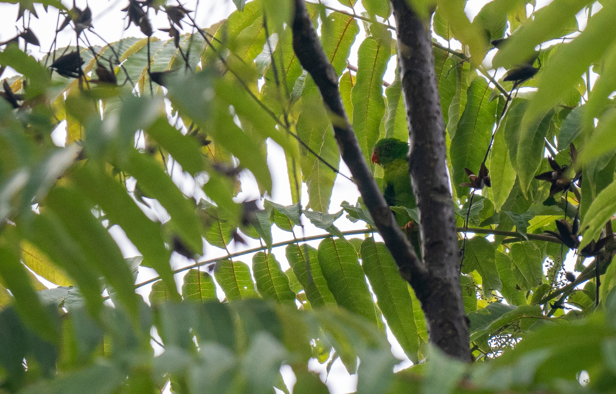 Yellow-throated Hanging Parrot (Loriculus pusillus), photo 4