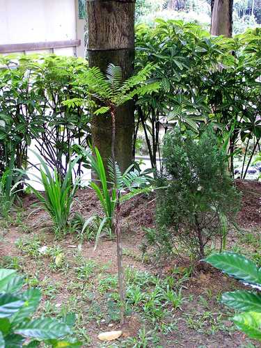 Image of Eurycoma longifolia by (c) Nasser Halaweh, some rights reserved (CC BY)