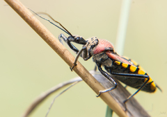 Rhynocoris segmentarius