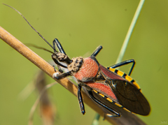 Rhynocoris segmentarius