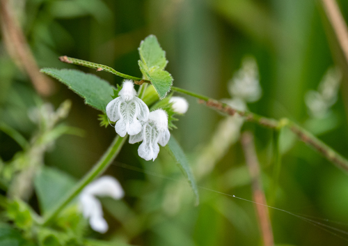 Leucas decemdentata observed 2023-06-23
