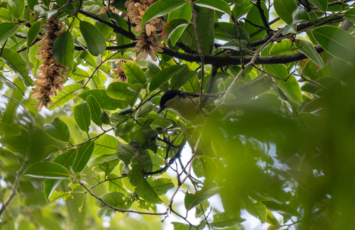 Spotted Crocias (Laniellus albonotatus), photo 3
