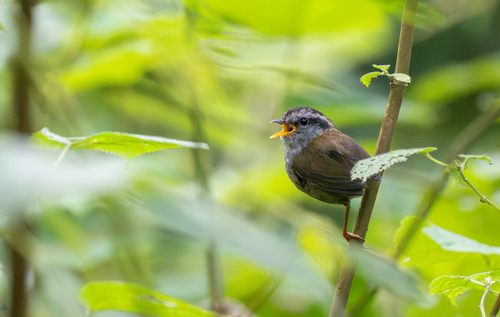 Javan Tesia (Tesia superciliaris), photo 8