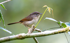 Javan Fulvetta photo 1