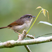 Javan Fulvetta - Photo (c) Forest Botial-Jarvis, some rights reserved (CC BY-NC), uploaded by Forest Botial-Jarvis