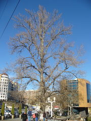 Populus
