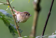 Javan Fulvetta photo 2