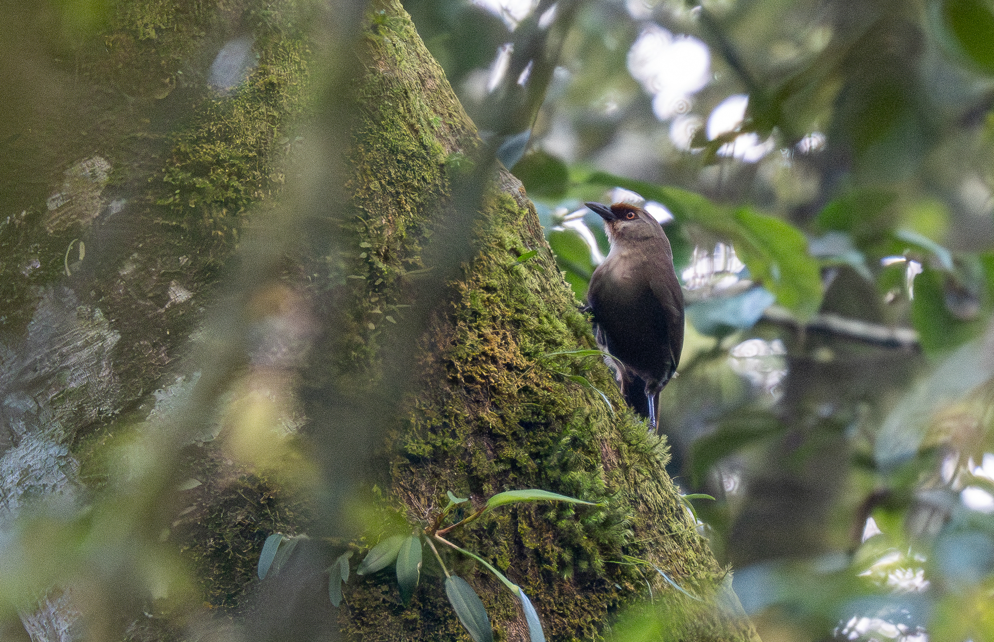 Rufous-fronted Laughingthrush illustration