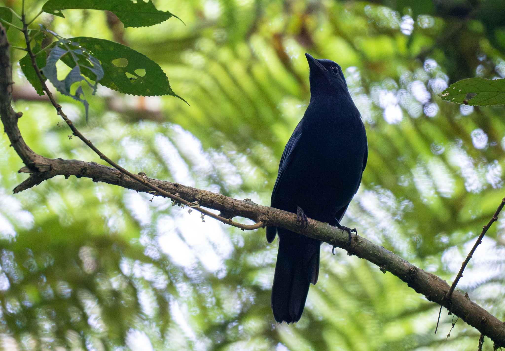 Javan Cochoa (Cochoa azurea), photo 5