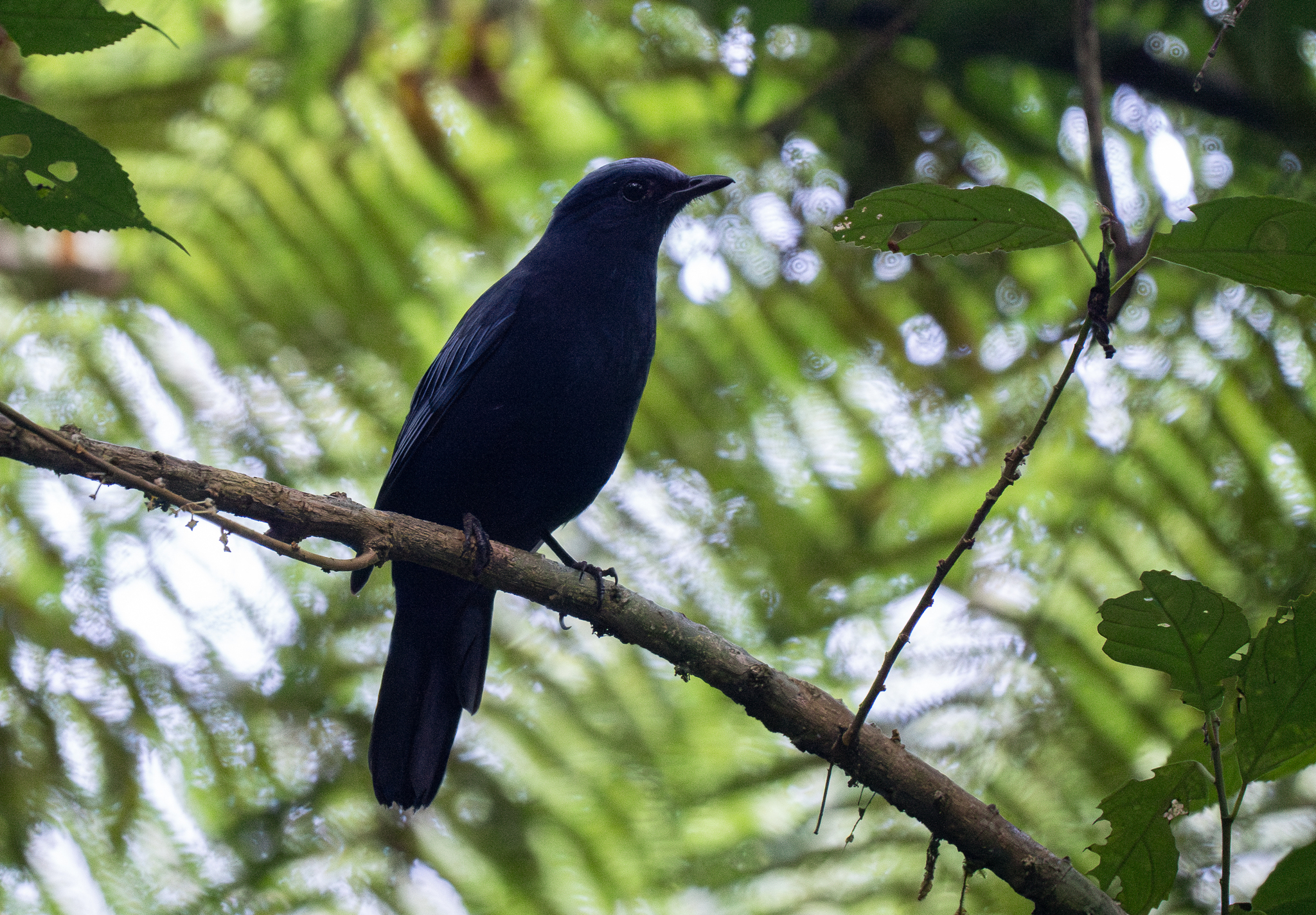 Javan Cochoa (Cochoa azurea), photo 4