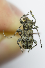 Aegomorphus clavipes