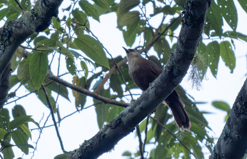 Rufous-fronted Laughingthrush (Garrulax rufifrons), photo 4