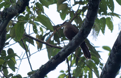 Rufous-Fronted Laughingthrush photo 2