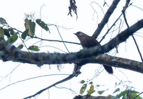 Rufous-fronted Laughingthrush (Garrulax rufifrons), photo 5