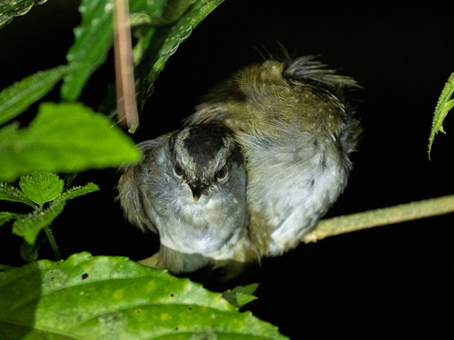 Javan Tesia (Tesia superciliaris), photo 4