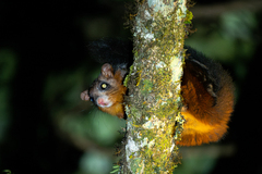 Spotted Giant Flying Squirrel photo 4