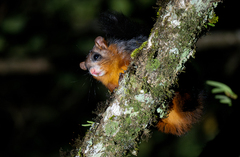 Spotted Giant Flying Squirrel photo 3