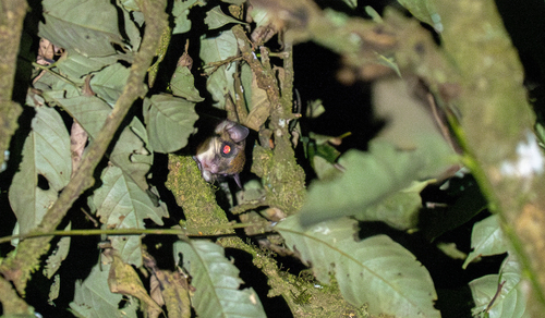 Javanese Flying Squirrel