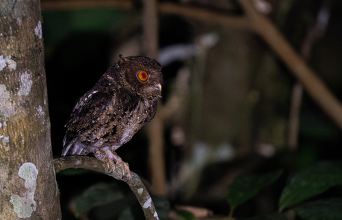 Javan Scops Owl (Otus angelinae), photo 2