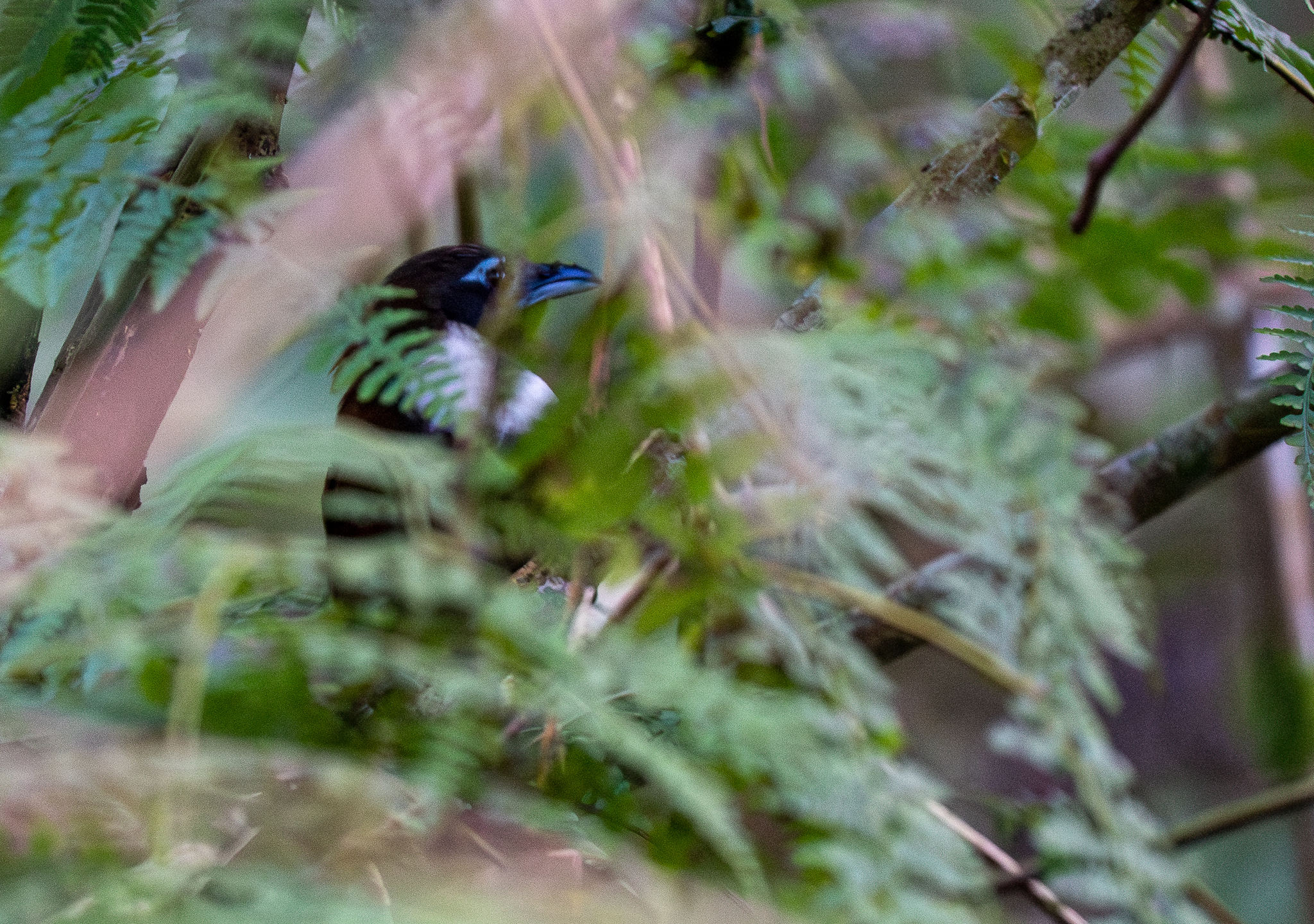 White-bibbed Babbler (Stachyris thoracica), photo 2