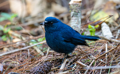 Sunda Robin photo 1