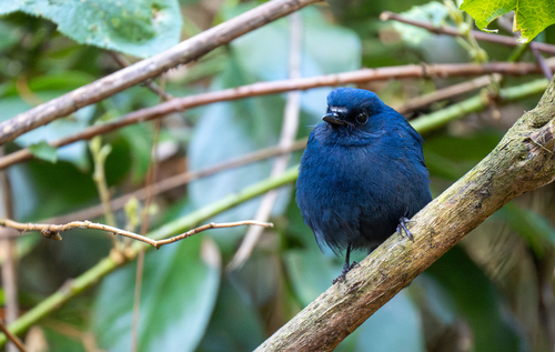 Javan Blue Robin (Myiomela diana), photo 7