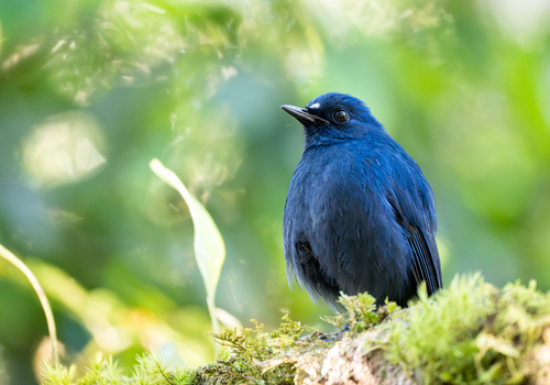 Javan Blue Robin (Myiomela diana), photo 9