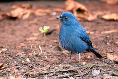 Sunda Robin photo 4