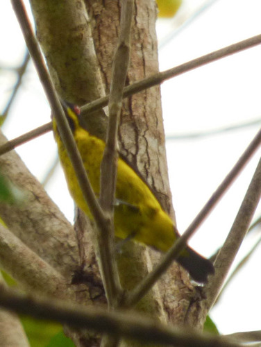 Dacnis flaviventer