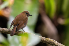 Sunda Robin photo 2